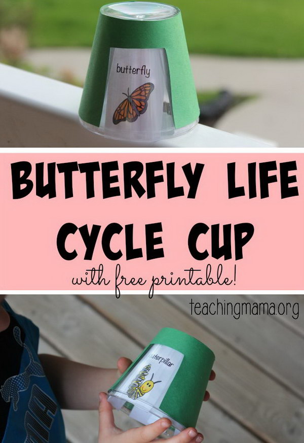 Butterfly Life Cycle Cup. 