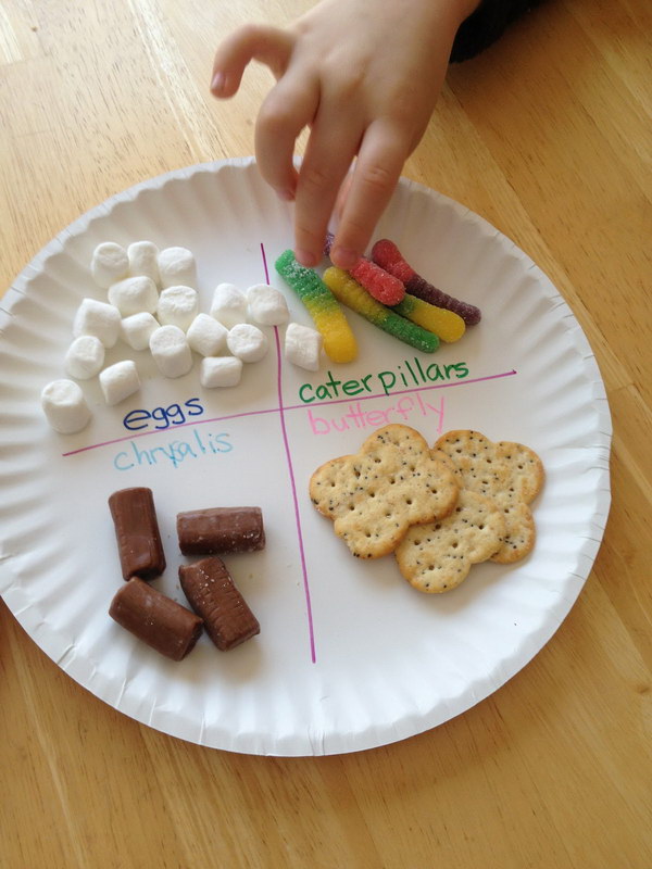 Edible Butterfly Life Cycle. 
