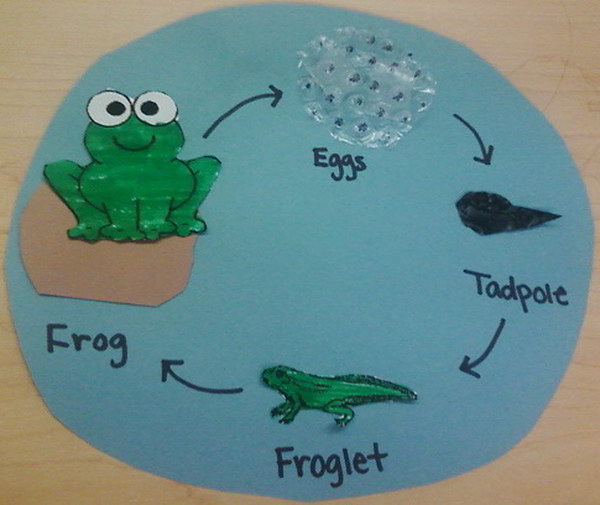 Life Cycle of a Frog Lesson Plan and Activity. 