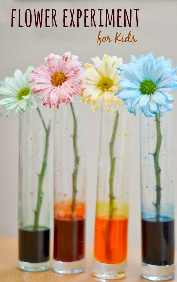 Flower experiment for kids: a fun & magical way for kids to learn about flowers. 