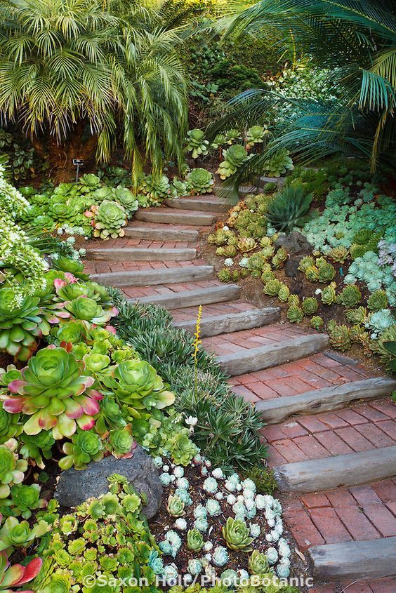 Steps Going Up Walkway into California Garden with Succulent Groundcover Mix. 