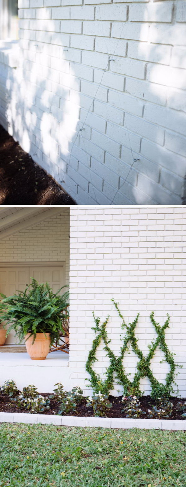 Spruce Up Exterior Wall with Climbing Plants. 