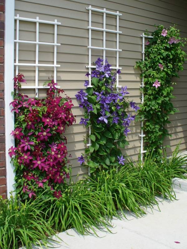 Beautify Your Outdoors with Clematis Climbing Wall. 