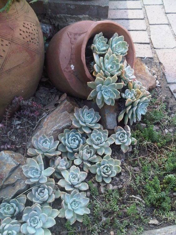 Add Charm to Your Garden with Spilled Succulent Pots. 