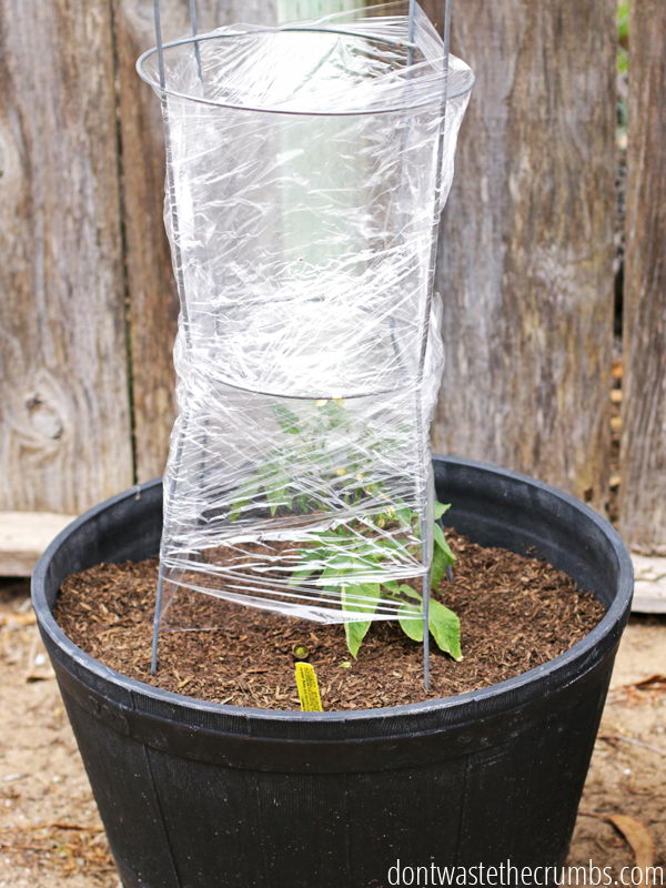 Create An Easy Greenhouse With Plastic Wrap To Keep Your Plants Warm In Cooler Weather. 
