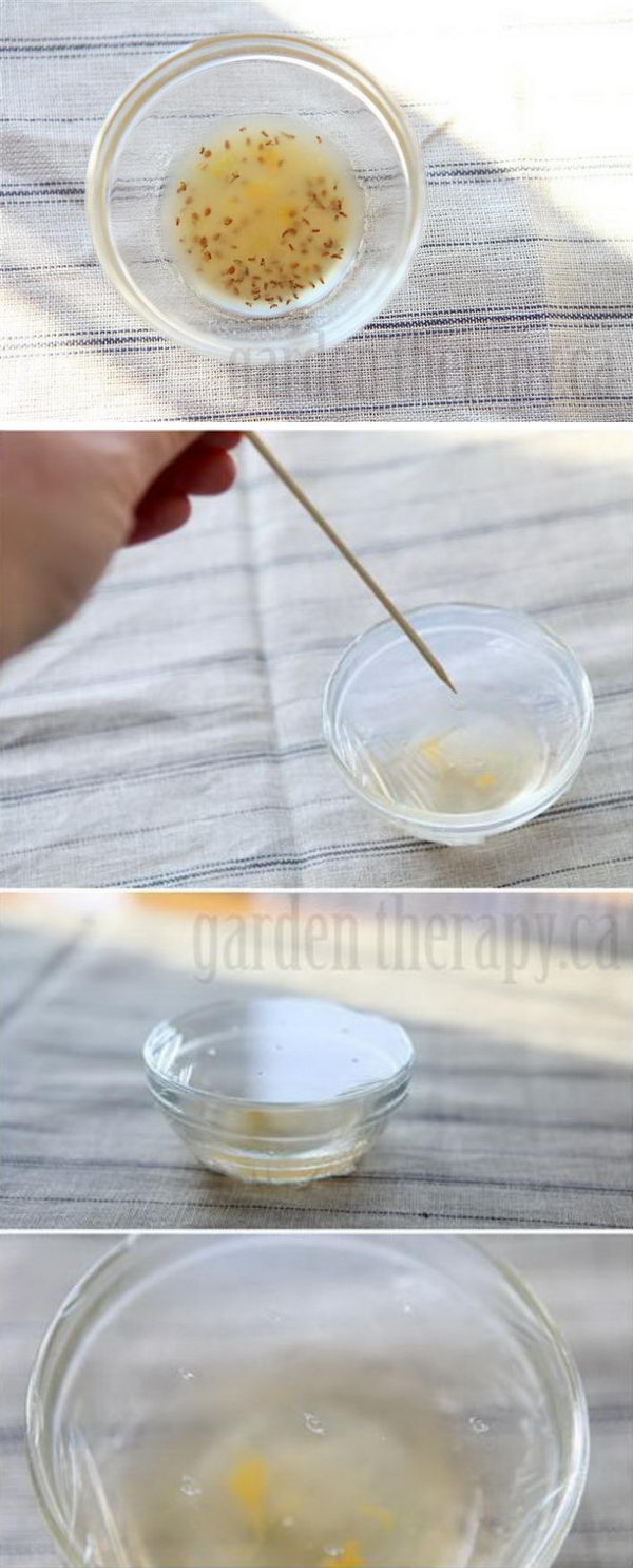 Make A Fruit Fly Trap Using Platic Wrap. 